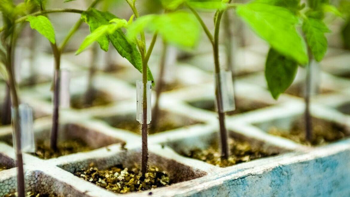 |fito||Fito-portainjerto